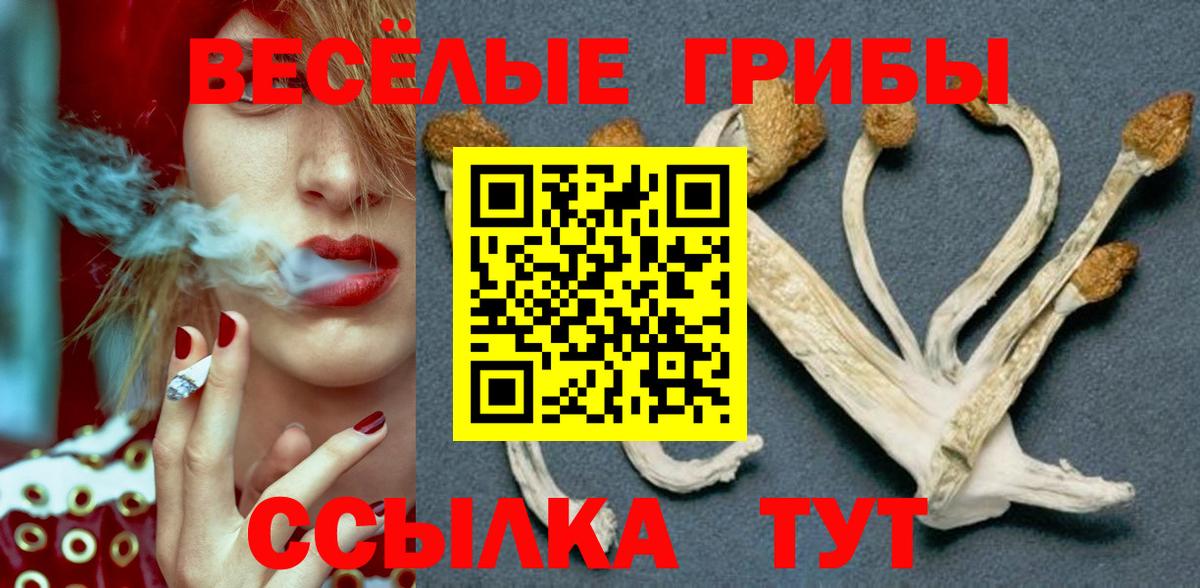 Псилоцибиновые грибы Psilocybine cubensis Ялта